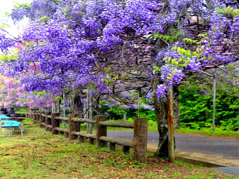 Wisteria-covered Trellis — Purple