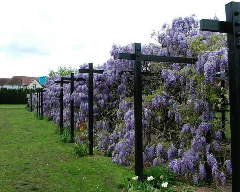 Wisteria-covered Trellis