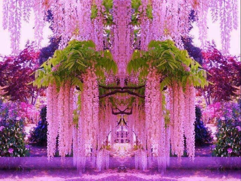 Wisteria Flower Arch — Purple, Serene