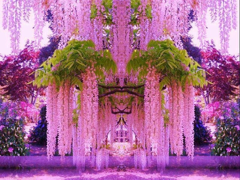 Wisteria Flower Arch