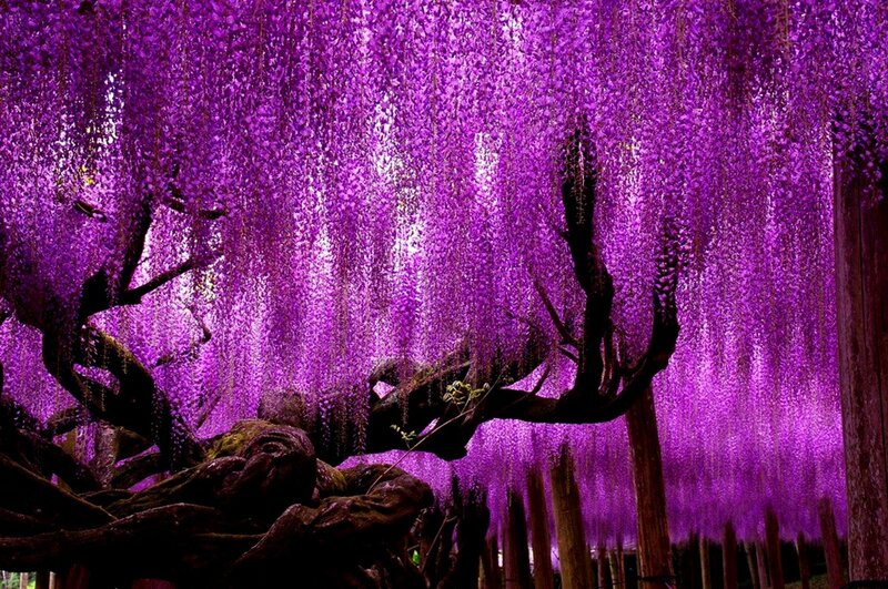 Wisteria Flower Canopy — Purple, Dramatic
