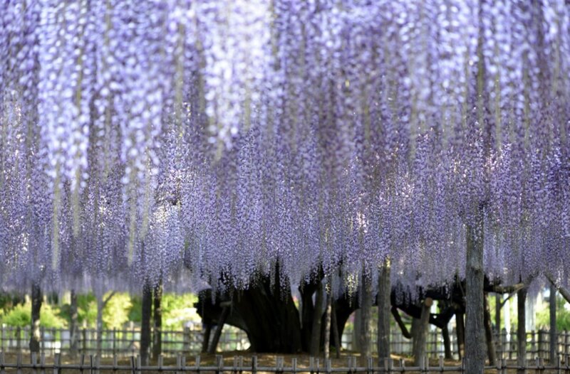 Wisteria Flower Canopy — Purple, Serene, Spring