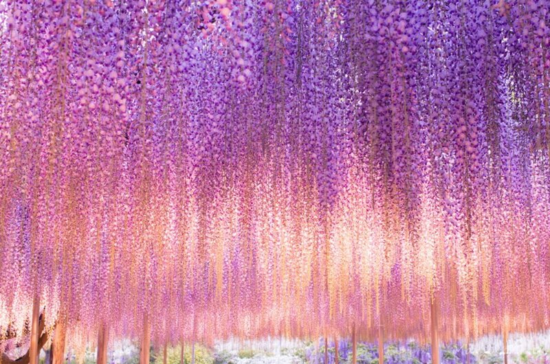 Wisteria Flower Canopy — Purple, Serene