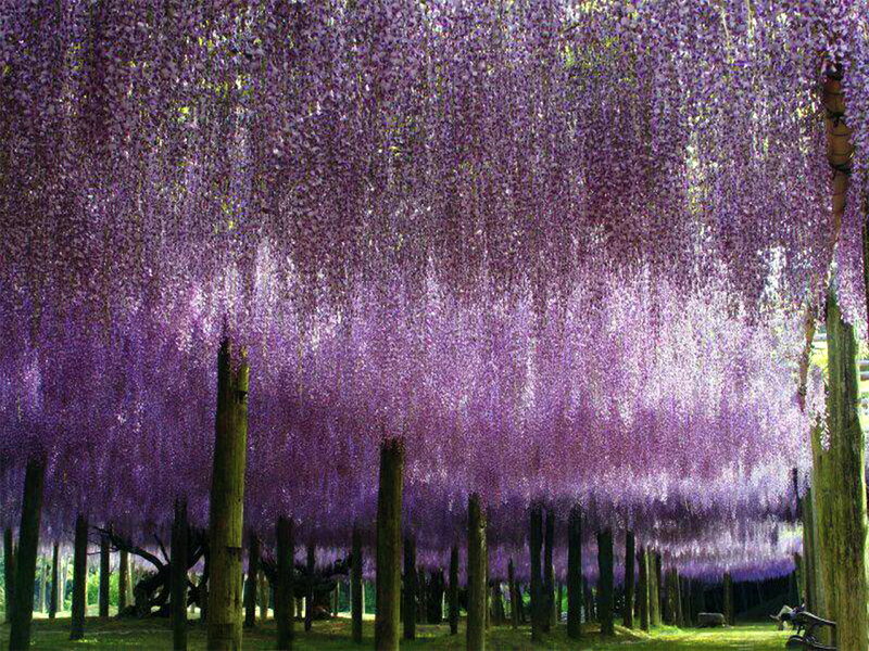 Wisteria Flower Canopy — Purple