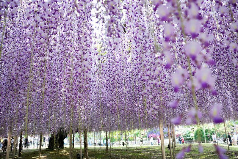 Wisteria Flower Canopy