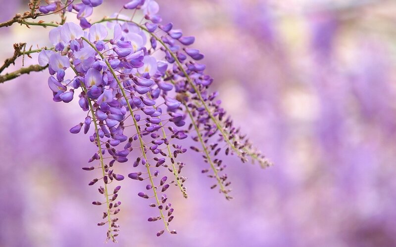 Wisteria Flower Cluster — Purple, Serene, Spring, Photograph, Branch, Bloom