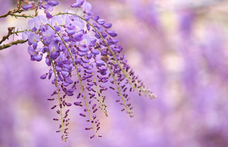 Wisteria Flower Cluster — Purple, Serene, Spring, Photograph, Branch