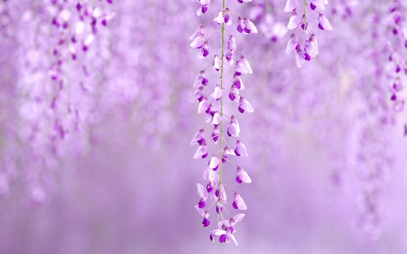 Wisteria Flower Cluster — Purple, Serene, Spring, Photograph, Flowers