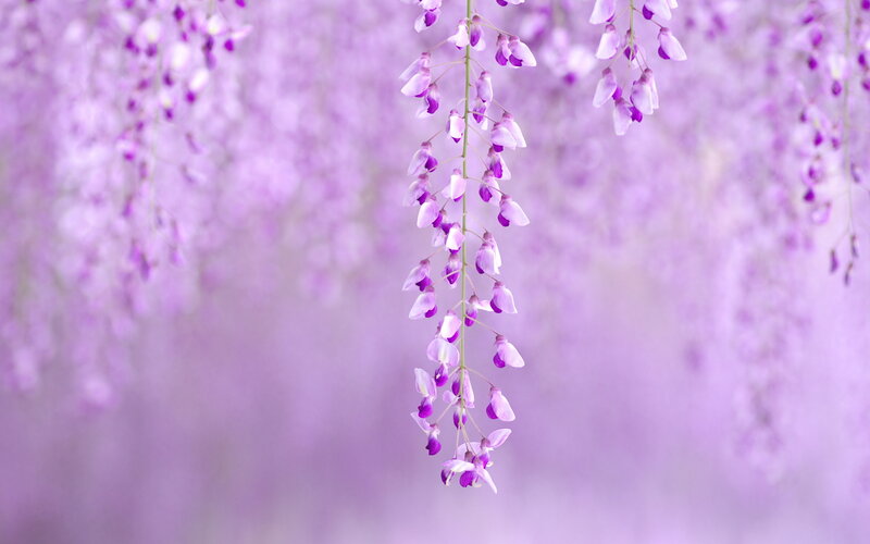 Wisteria Flower Cluster — Purple, Serene, Spring