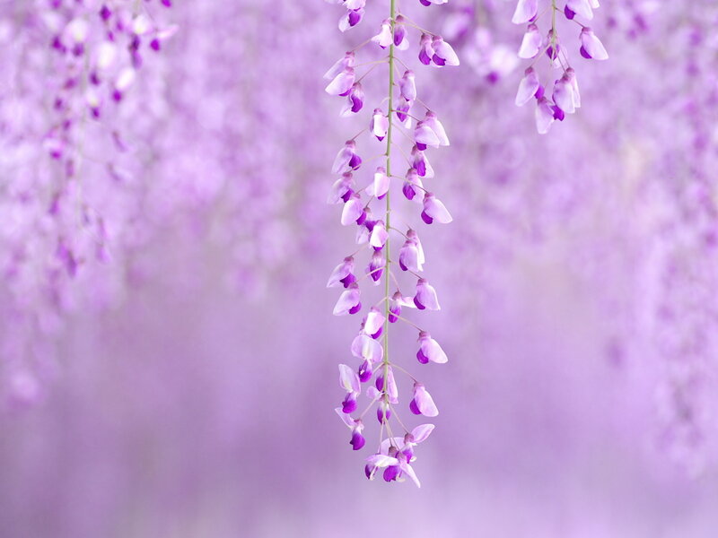 Wisteria Flower Cluster — Purple, Serene
