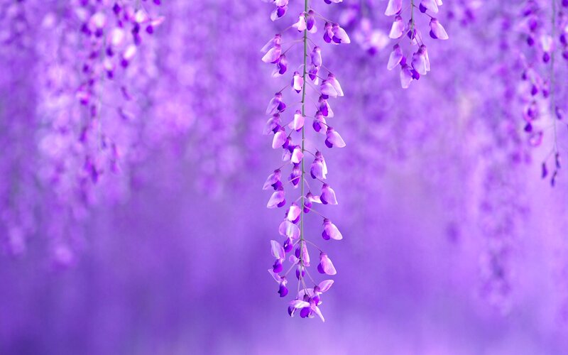 Wisteria Flower Cluster — Purple