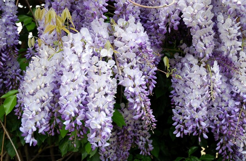 Wisteria Flower Clusters — Purple, Calm
