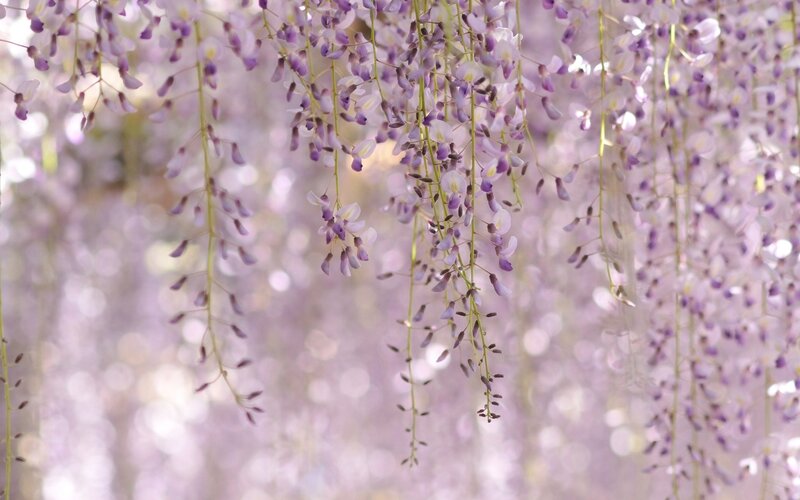 Wisteria Flower Clusters — Purple, Serene, Spring, Photograph, Flowers, Bloom