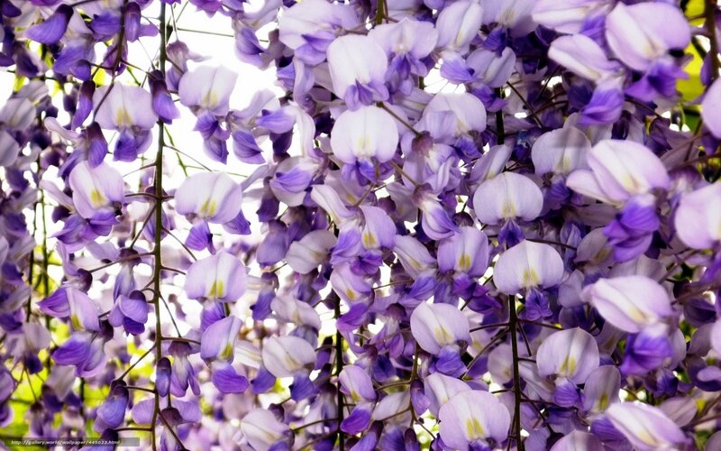 Wisteria Flower Clusters — Purple, Serene, Spring, Photograph, Flowers, Branches