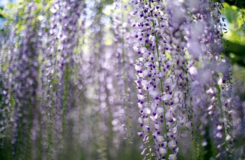 Wisteria Flower Clusters — Purple, Serene, Spring, Photograph, Flowers, Greenery