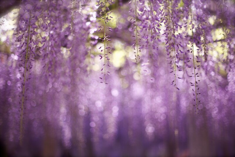Wisteria Flower Clusters — Purple, Serene, Spring, Photograph, Flowers, Sunlight