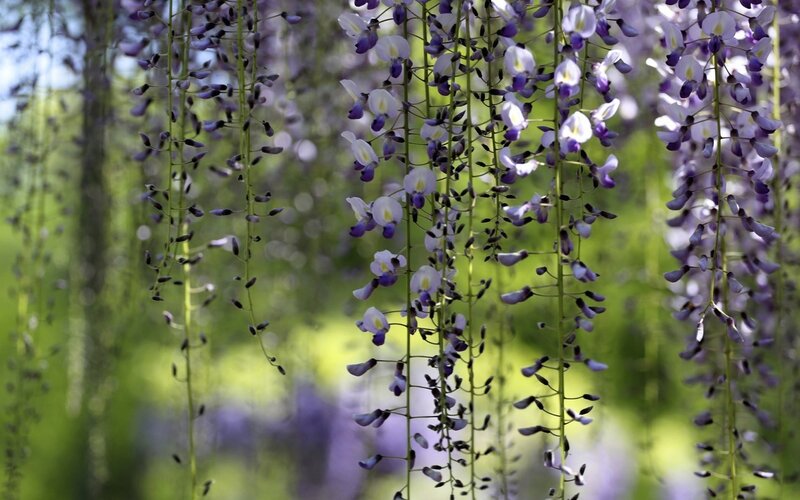 Wisteria Flower Clusters — Purple, Serene, Spring, Photograph, Flowers