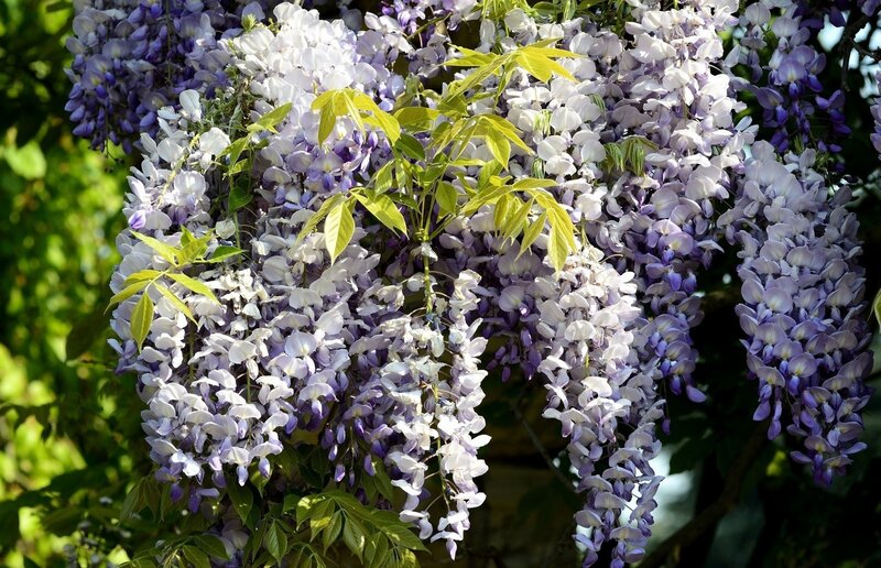Wisteria Flower Clusters — Purple, Serene, Spring, Photograph