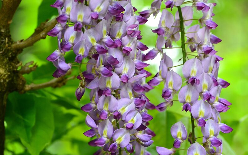 Wisteria Flower Clusters — Purple, Serene, Spring