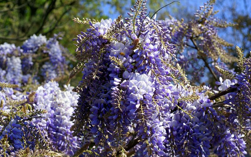 Wisteria Flower Clusters — Purple, Serene
