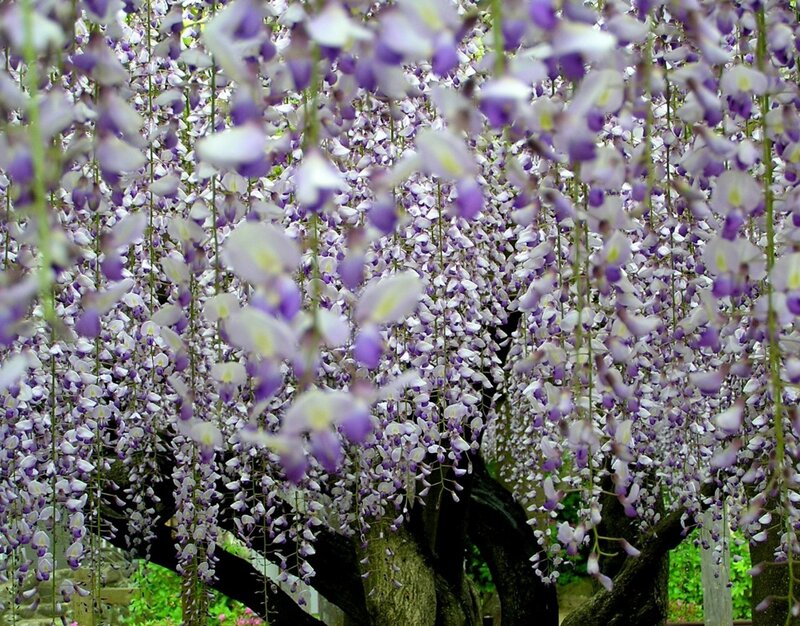 Wisteria Flower Clusters — Purple