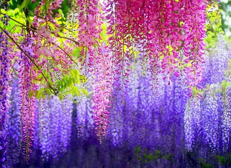 Wisteria Flower Clusters