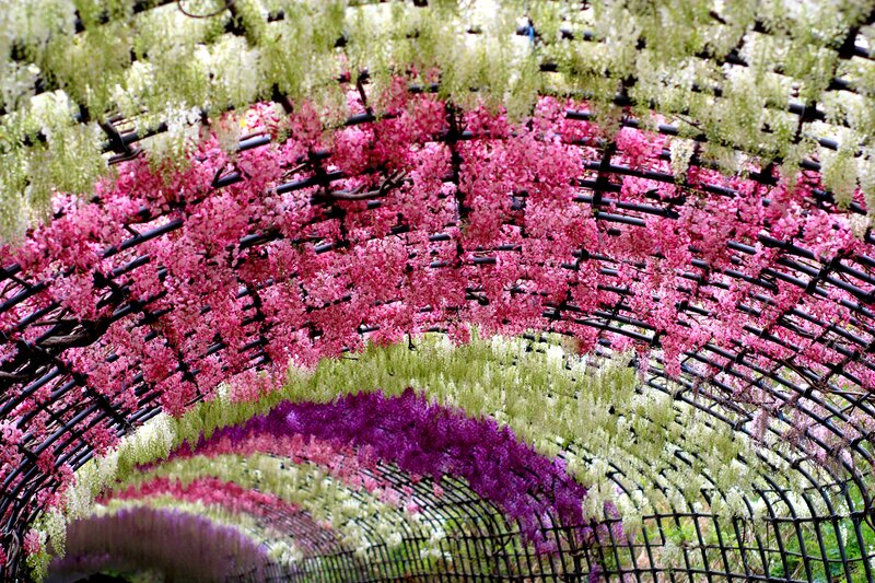 Wisteria Flower Tunnel — Pink