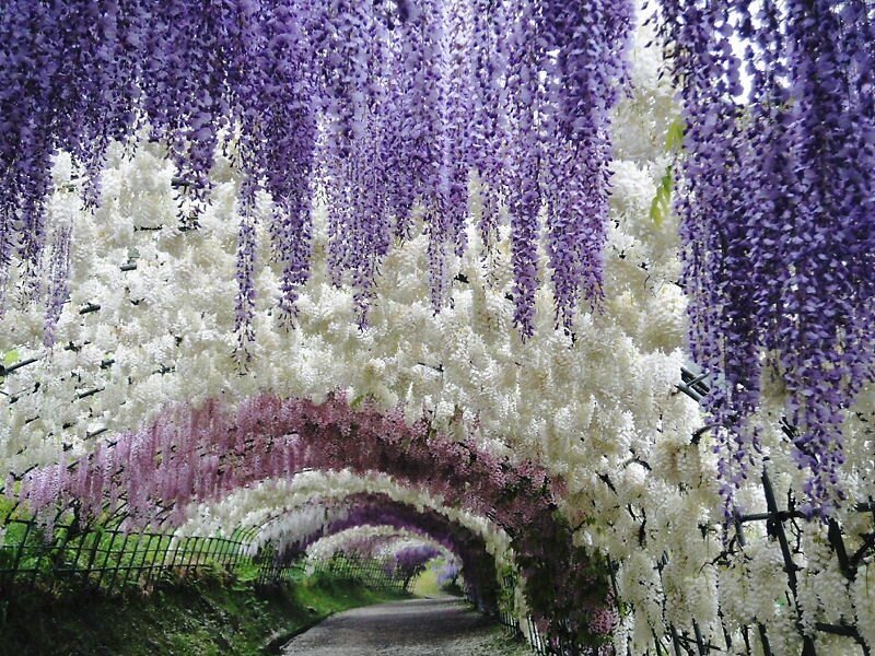 Wisteria Flower Tunnel — Purple
