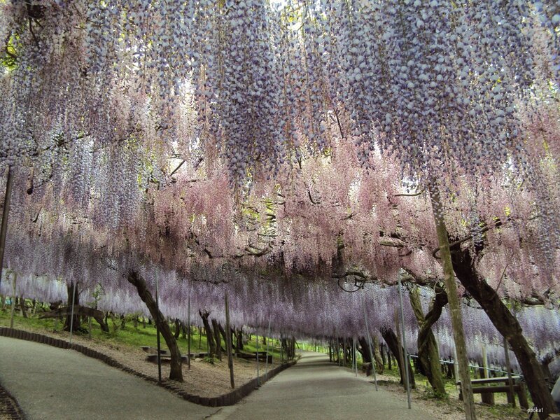Wisteria Flower Tunnel
