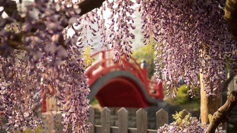 Wisteria Flowers and Bridge