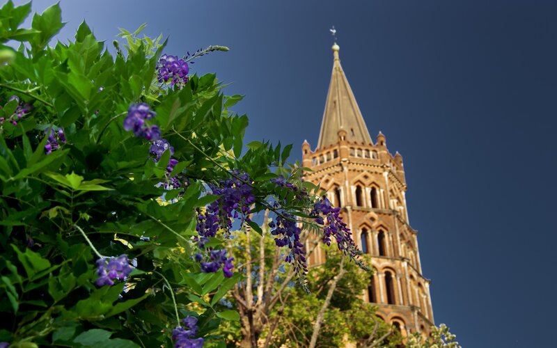 Wisteria Flowers and Church Tower