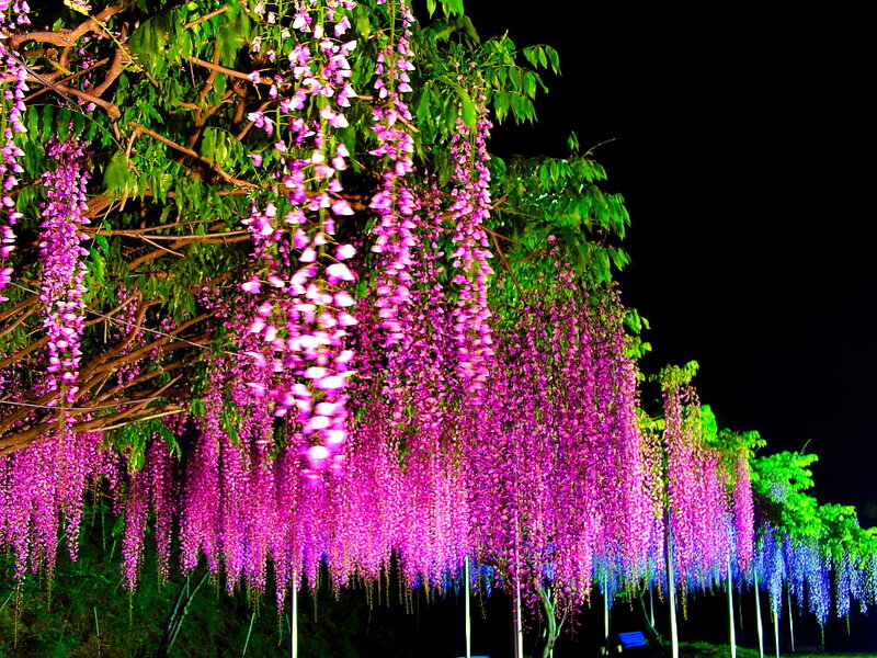 Wisteria Flowers at Night — Purple, Dramatic