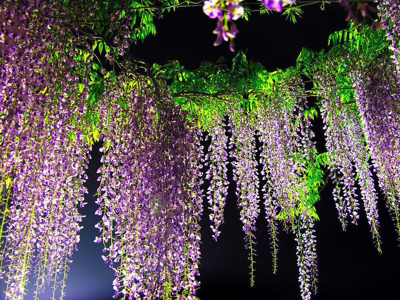 Wisteria Flowers at Night — Purple, Serene, Photograph, Leaves