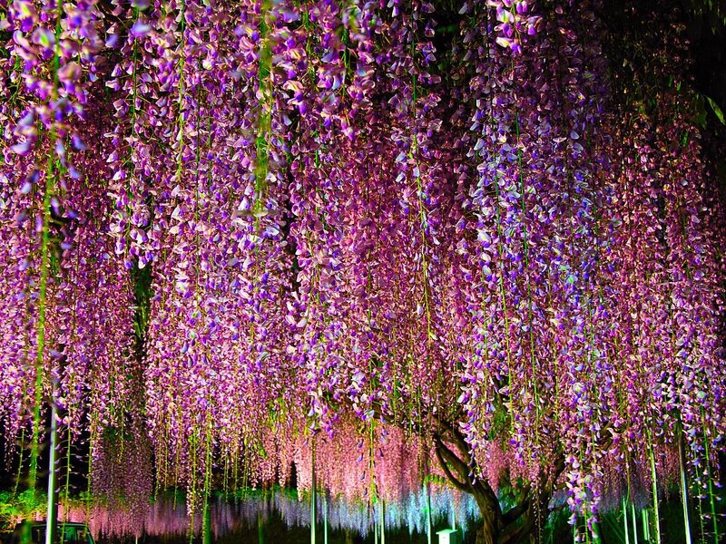 Wisteria Flowers at Night — Purple, Serene, Photograph, Tree