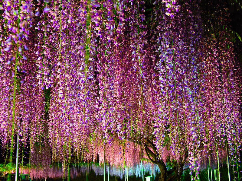 Wisteria Flowers at Night — Purple, Serene