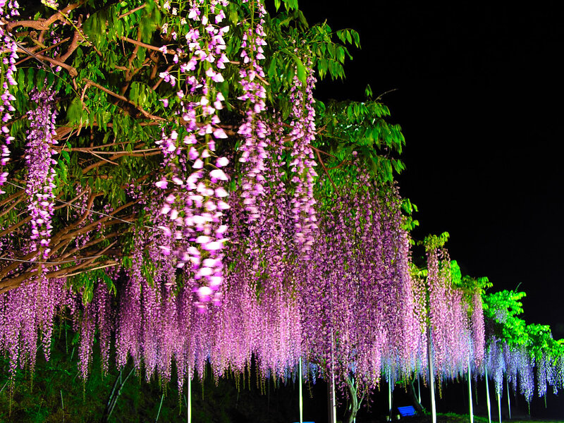 Wisteria Flowers at Night — Purple