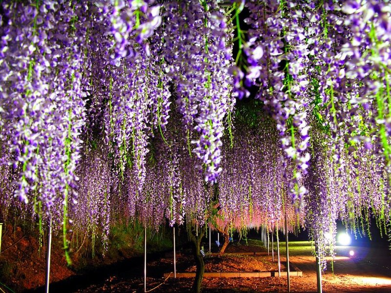 Wisteria flowers at night
