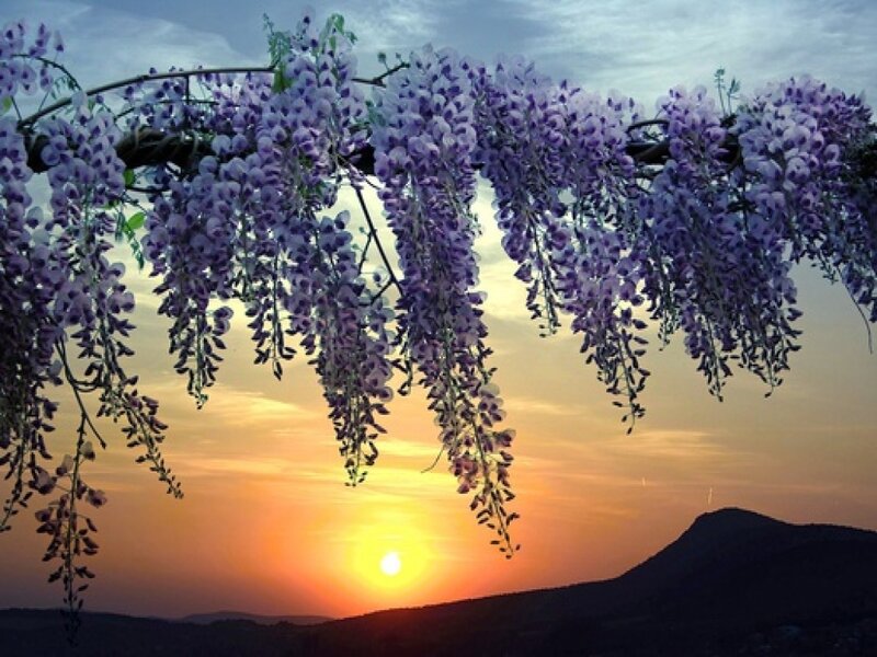 Wisteria Flowers at Sunset
