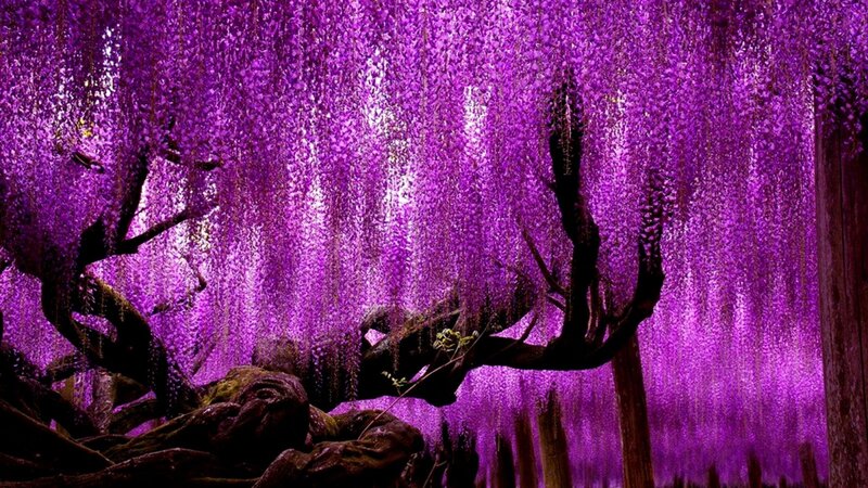 Wisteria Flowers Canopy