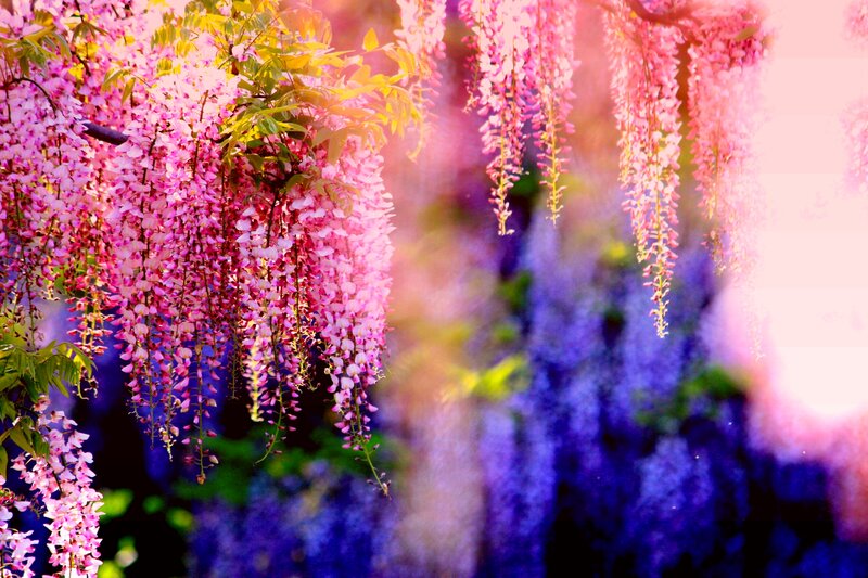 Wisteria Flowers Hanging — Pink, Serene