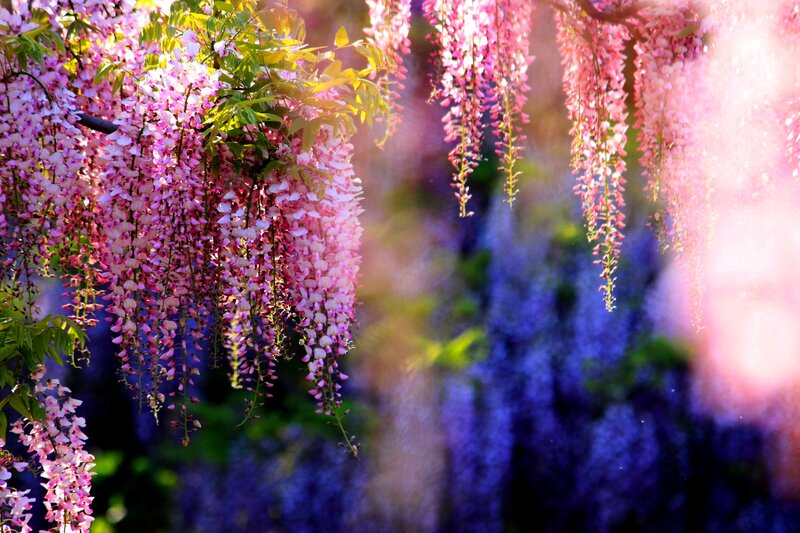 Wisteria Flowers Hanging — Pink