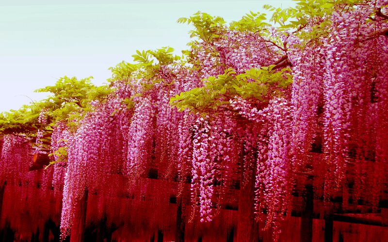 Wisteria Flowers Hanging — Pink, Vibrant