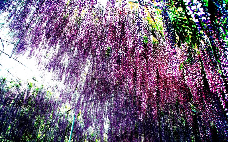 Wisteria Flowers Hanging — Purple, Dramatic