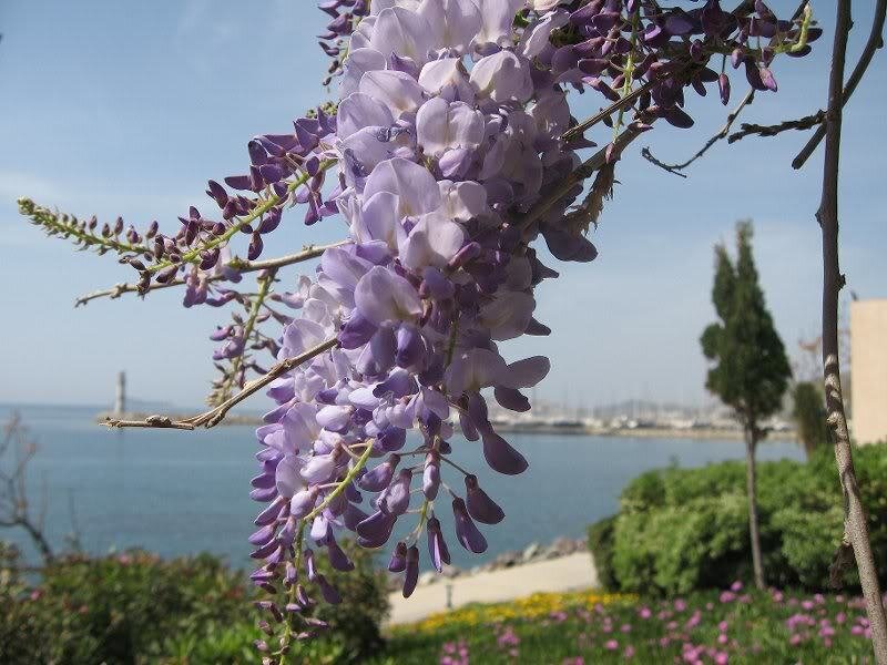 Wisteria Flowers Hanging — Purple, Serene, Afternoon