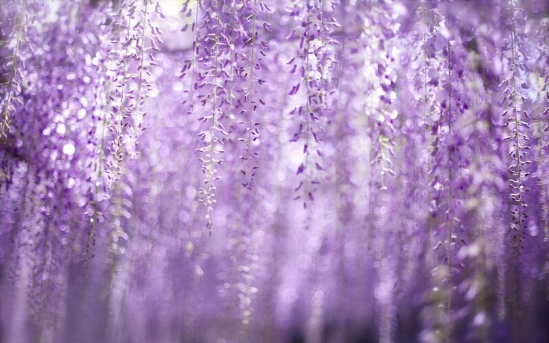 Wisteria Flowers Hanging — Purple, Serene, Spring, Photograph, Bloom