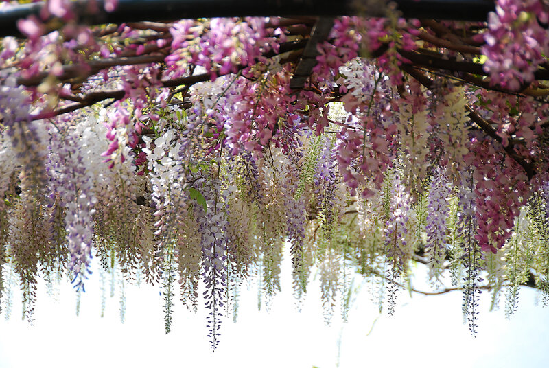 Wisteria Flowers Hanging — Purple, Serene, Spring, Photograph, Branches