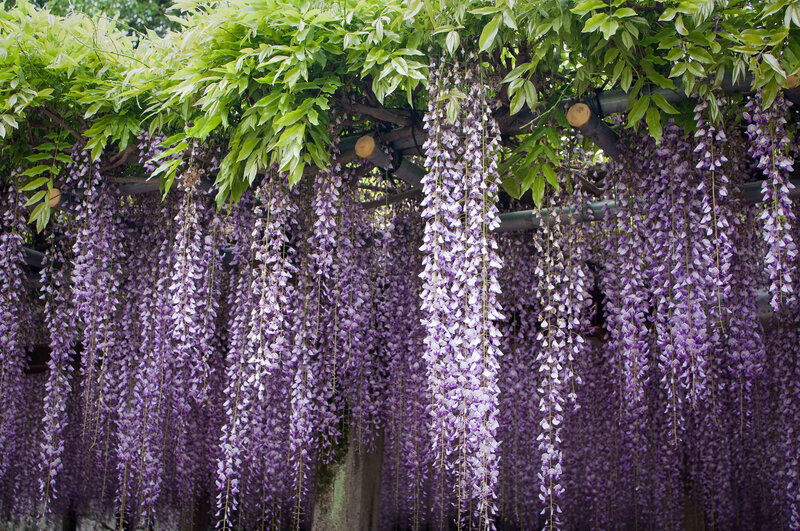 Wisteria Flowers Hanging — Purple, Serene, Spring, Photograph, Green Leaves, Wooden Trellis