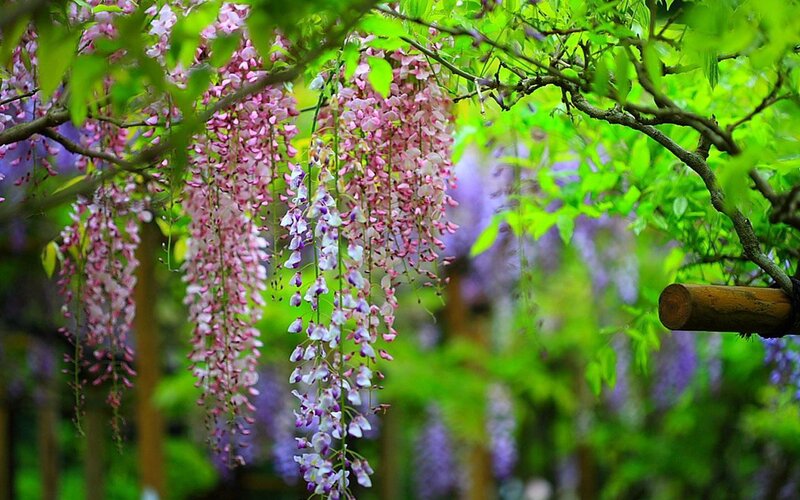 Wisteria Flowers Hanging — Purple, Serene, Spring, Photograph