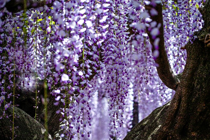 Wisteria Flowers Hanging — Purple, Serene, Spring, Photograph, Tree Trunk