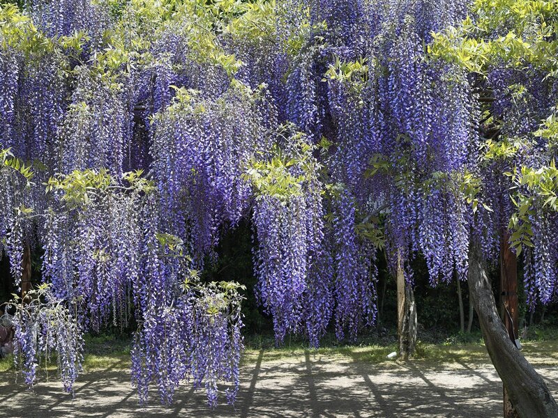 Wisteria Flowers Hanging — Purple, Serene, Spring, Photograph, Trees, Leaves